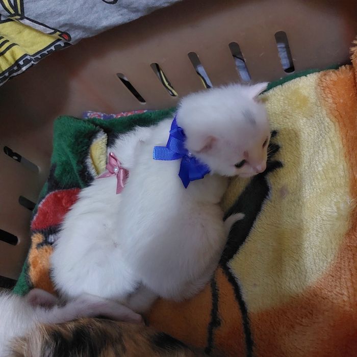 Все нашли себе дом. Раздали всех