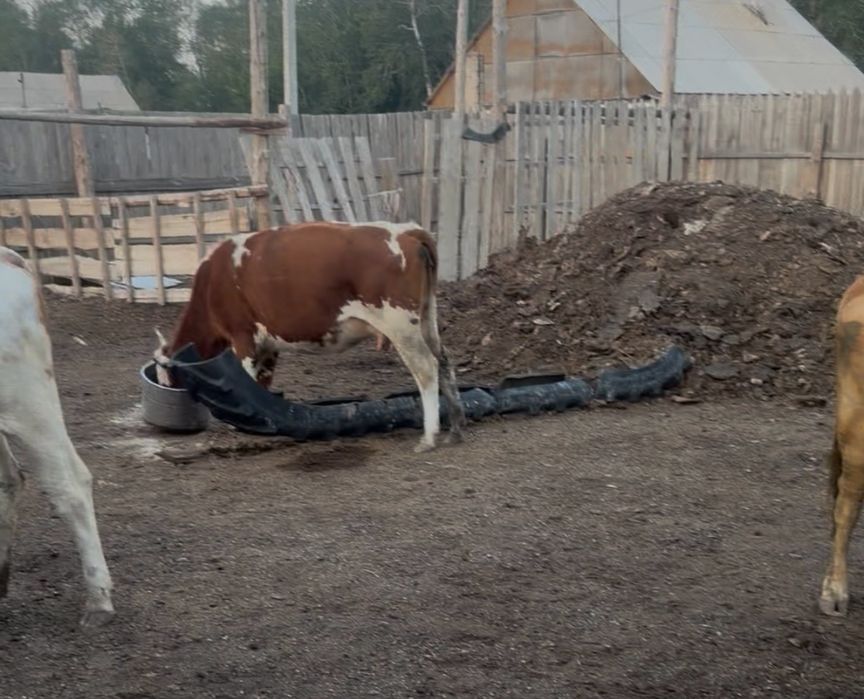 Продам коров, телок, құнажын сатылады
