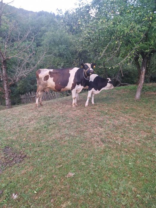 Vacă tânără cu vițel