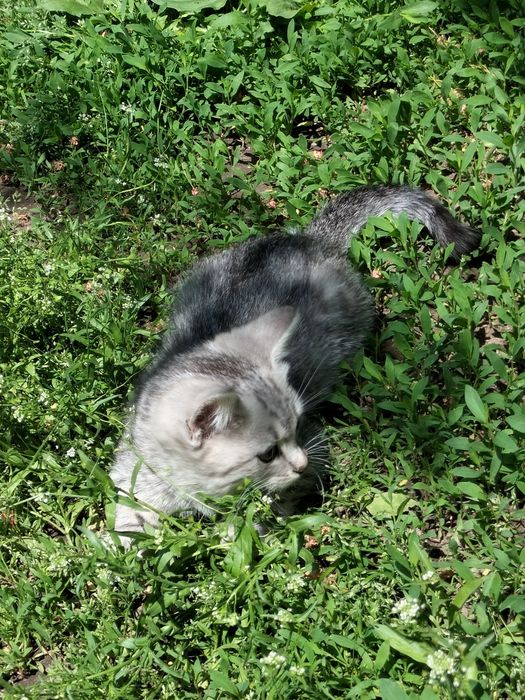 Вислоухий котенок