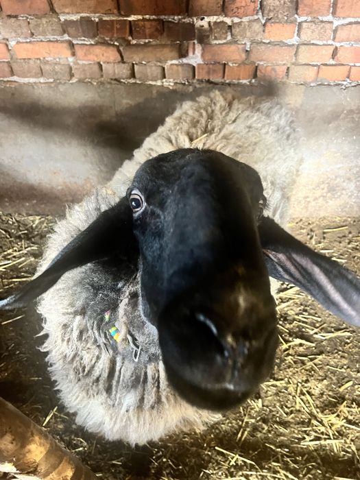 Коч порода Плевенска Черноглава