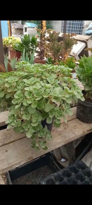 Продам цветы комнатные