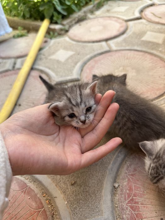 Кошка Мысық Мысык Актау