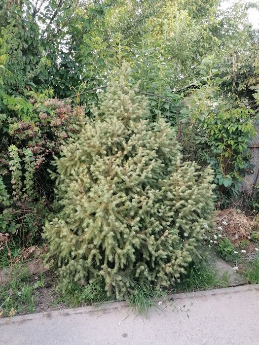 Продам ели в отличном состоянии