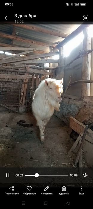 Орыс теке 1,5жасар