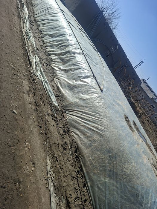 Makka silyos sotiladi