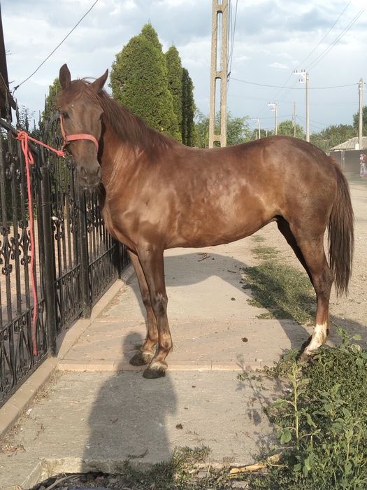 De vânzare două iepe una de 4 ani și una de 6