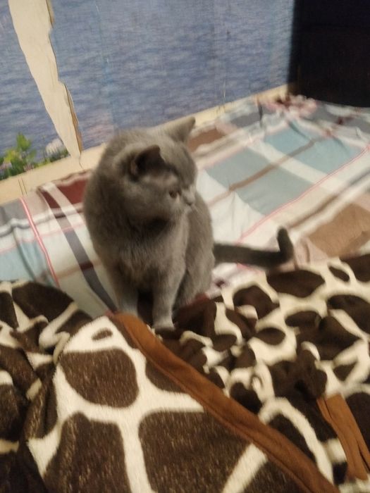 Кошка британская гладкошорстная