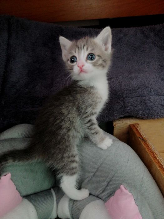 Красавица девочка ищет дом