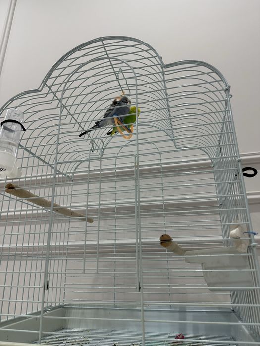 Волнистые попугаи