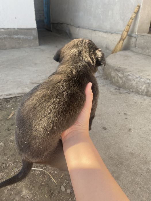 Щенок в добрые руки