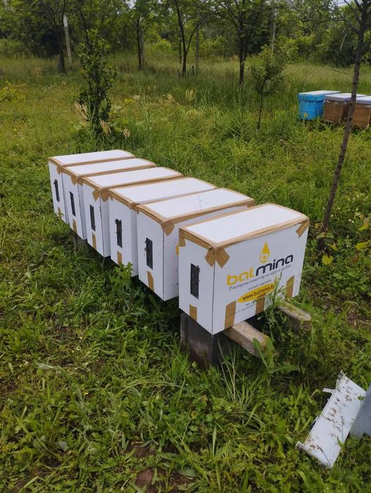 Пчелни отводки 2026