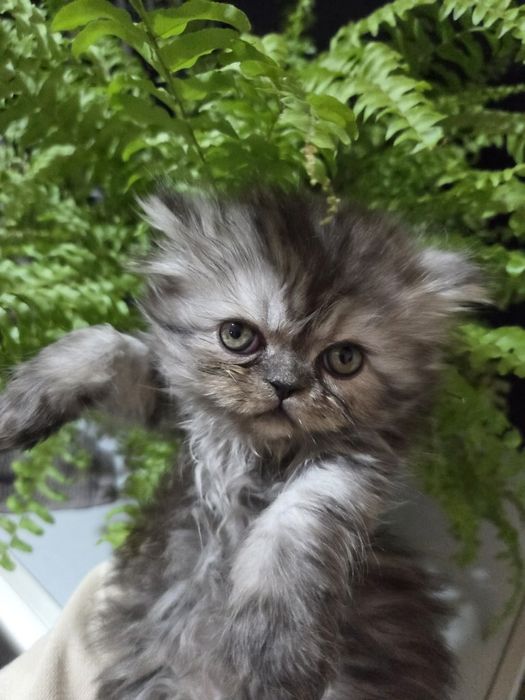 Персийски котенца