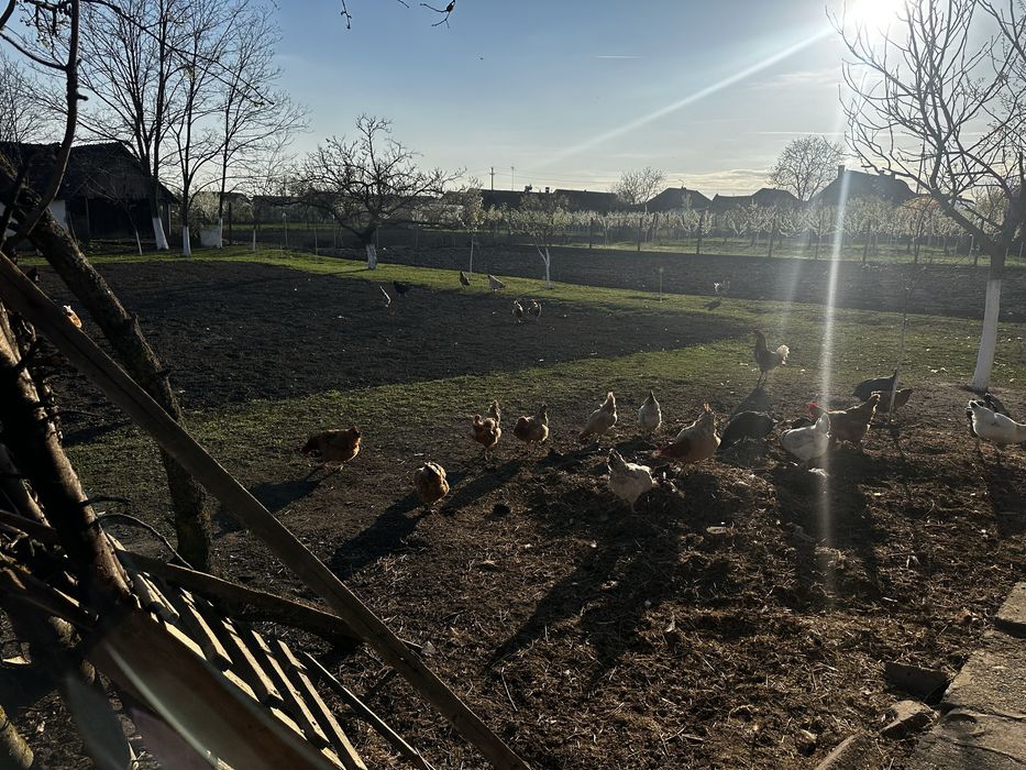 Gaini de casa, crescute bio