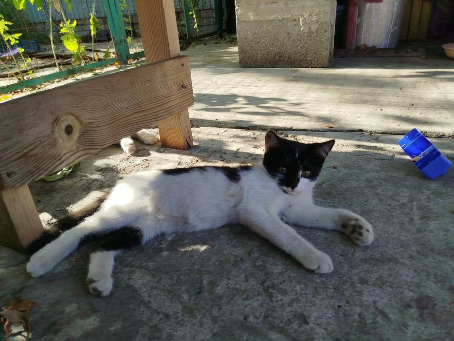 котята даром отдам
