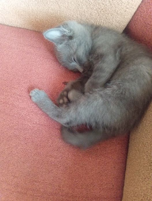 отдам котенка мальчика серого
