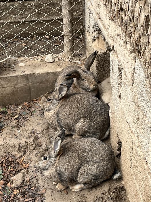 Кролик қоян девочки