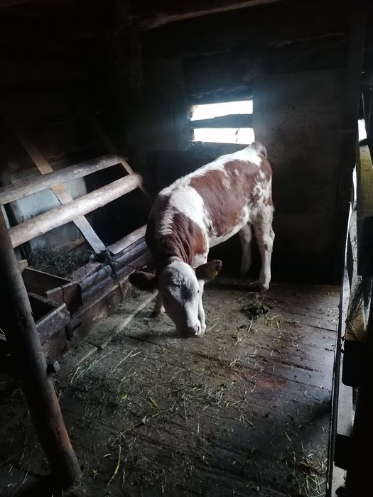 Vitea de vânzare de 3 luni