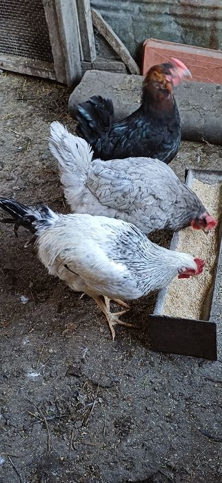 Продам курочек молоденьких , домашних