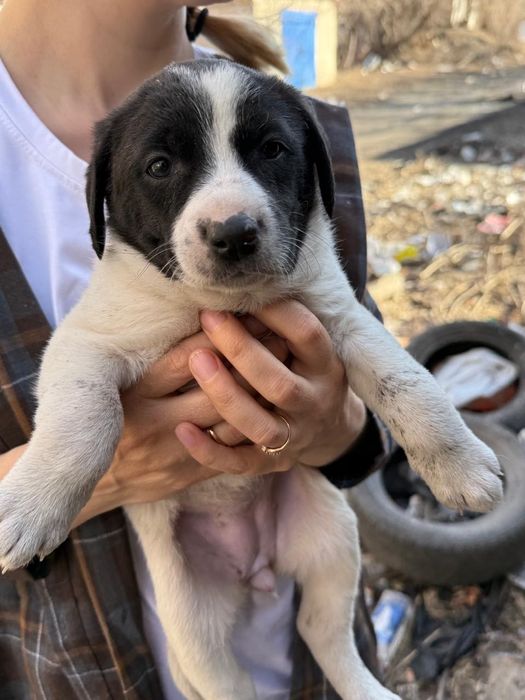 Дарю щенят!       .