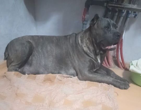 Щенки Кане Корсо