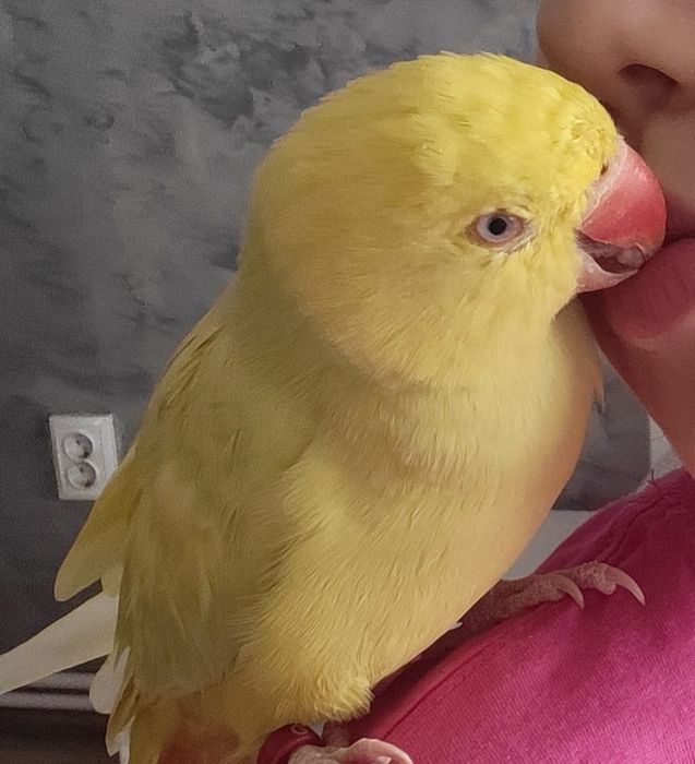 Vând Micul Alexandru