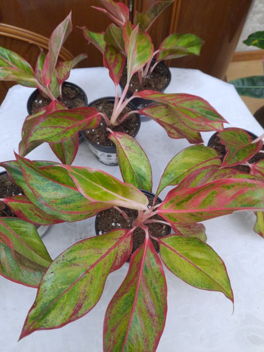 Продам цветы Аглаонемы