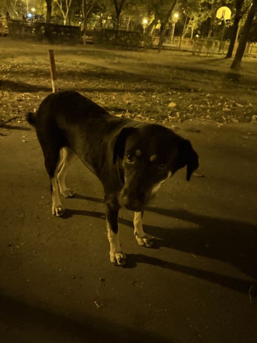 se doneaza URGENT rottweiler metis