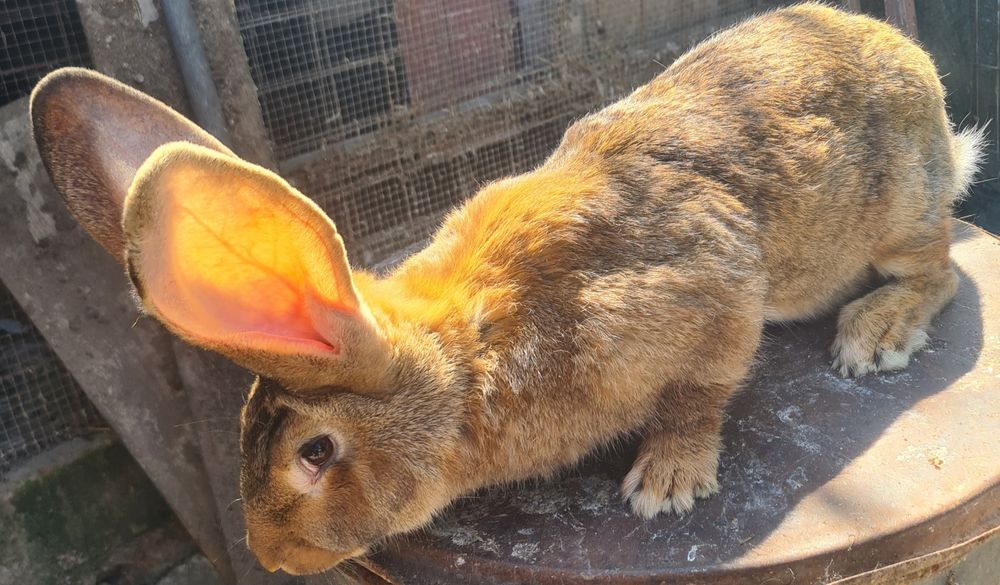 Vind doua femele urias german