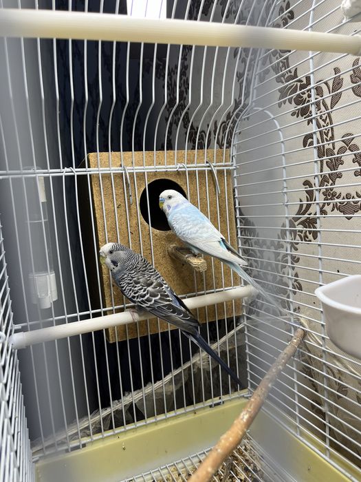 Папугай ……………………