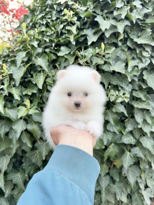 Померан мини момиче. Померанче