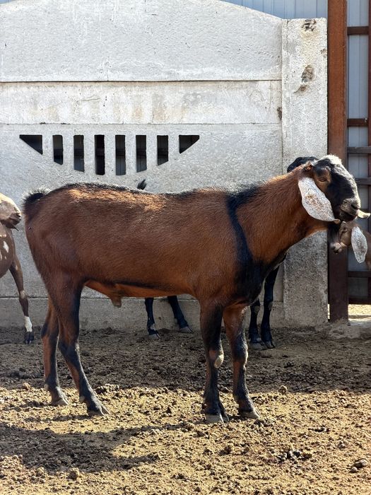Vând țap Anglo Nubian cu pedigree