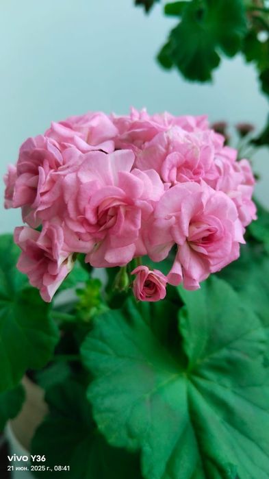 Розебудная Герань и Алоэ Вера