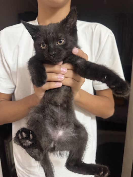 Котенок девочка 3 месячный