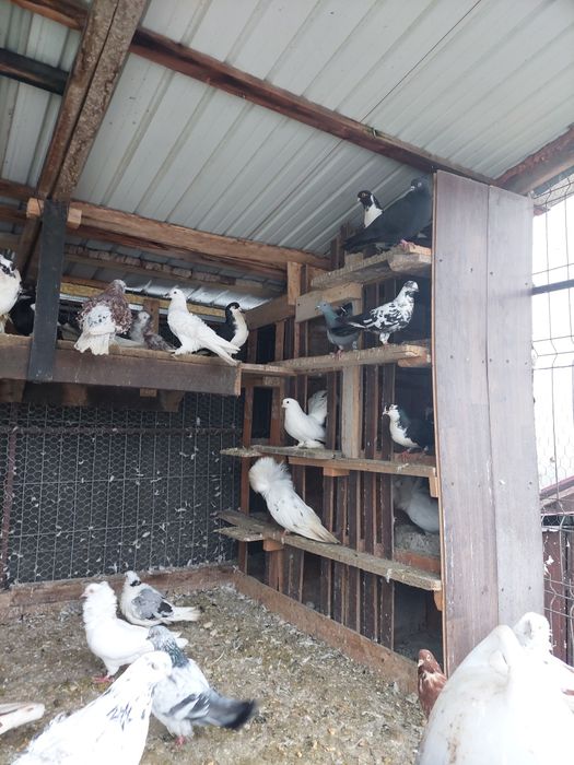 Porumbei foarte frumosi