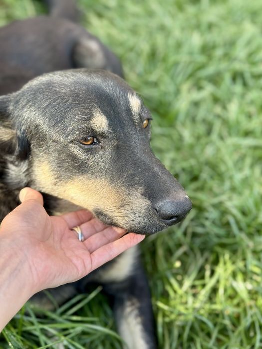 Молодой пес ищет дом!