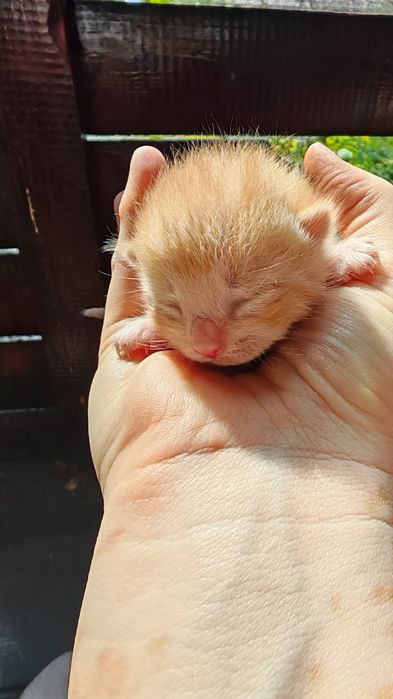 4 pui de pisicuta