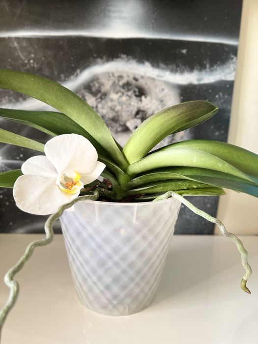 Орхидея Карлик Нос