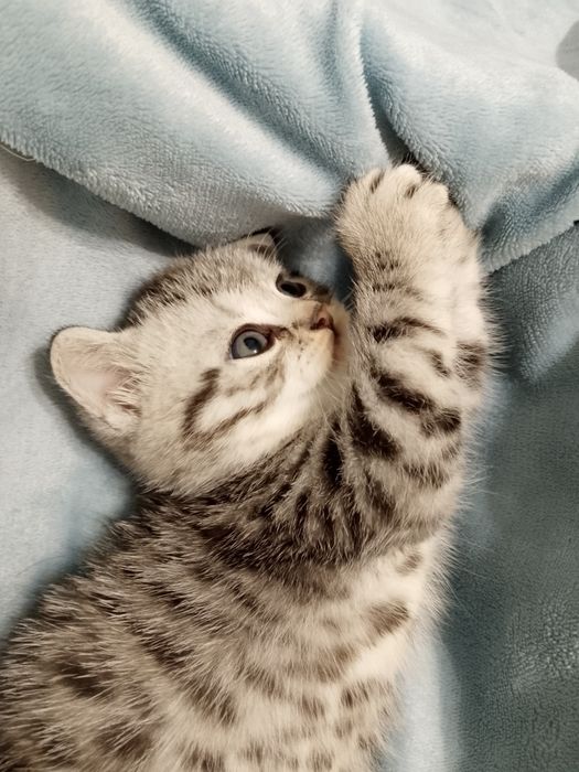 Продаются котята Scottish straight