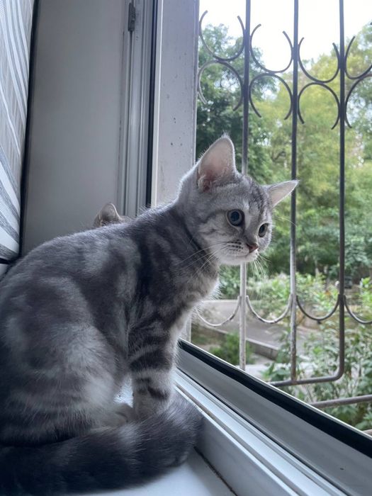 Шотландские котята Scottish Fold