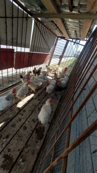 Куры несушни продам