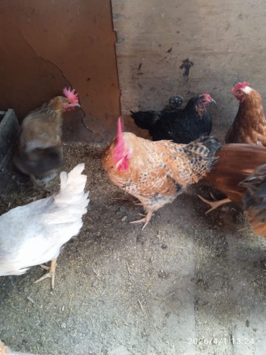 Петухи продаются