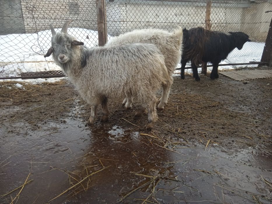 Ангор лактар сатылады .