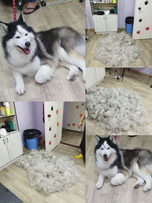 Профессиональная стрижка собак