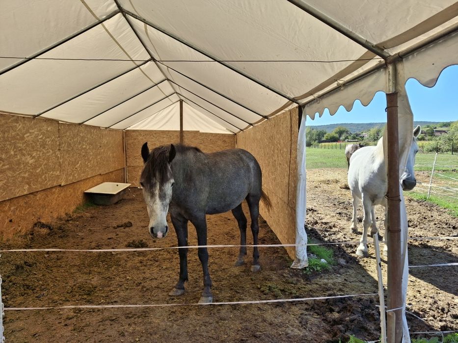 Iapă 3 ani, cuminte