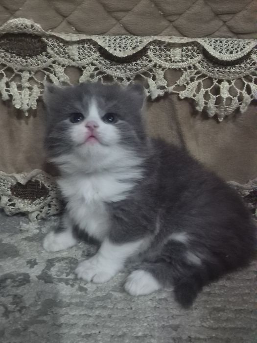 Шотландские длинношерстные
