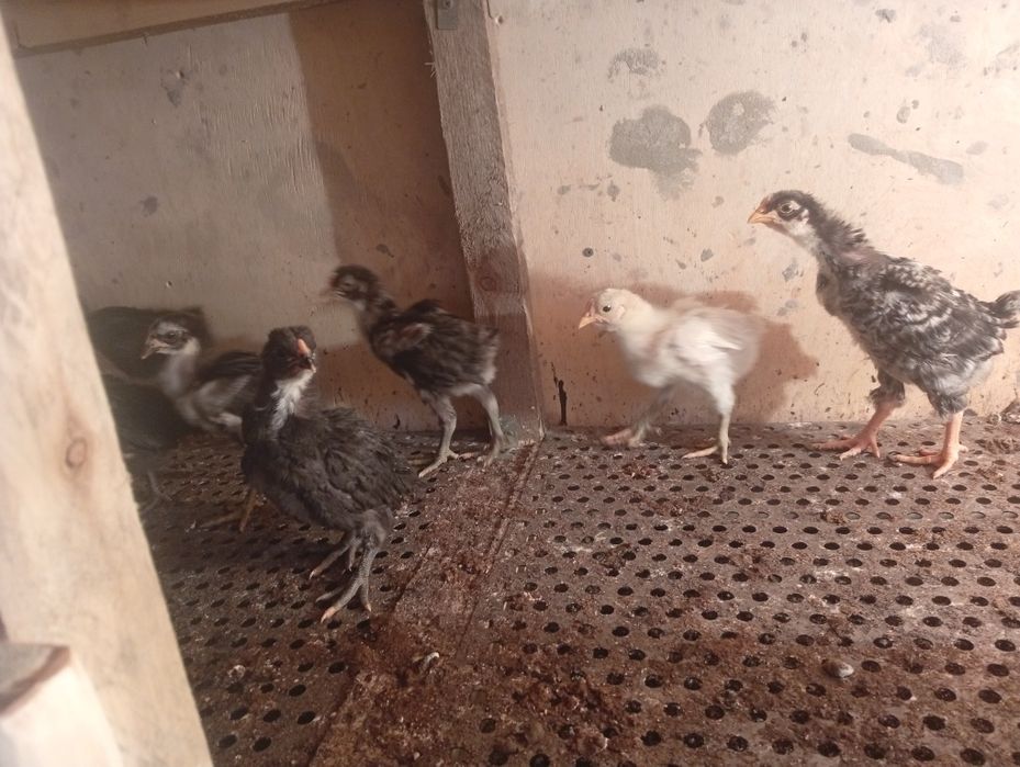 Продам цплята черный австролоп