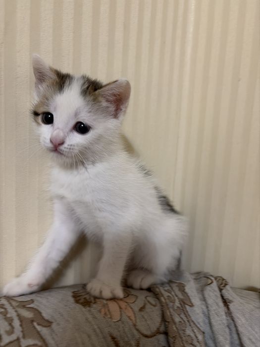 Котененок девочка