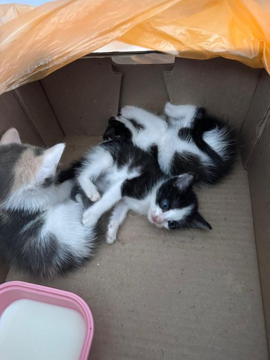 Мысықтар бар,тегін!