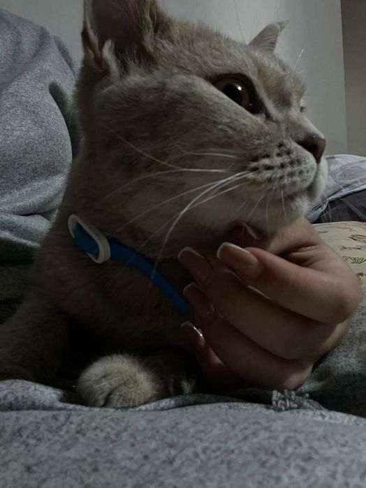 Продаются игривые котята